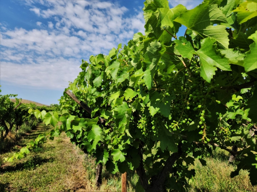 Commercial Property for Sale in Upington Rural Northern Cape